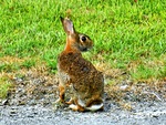 Beauty on the Bluff: Rabbit by Christopher Russell